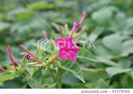 Oshiribana flower 43379560