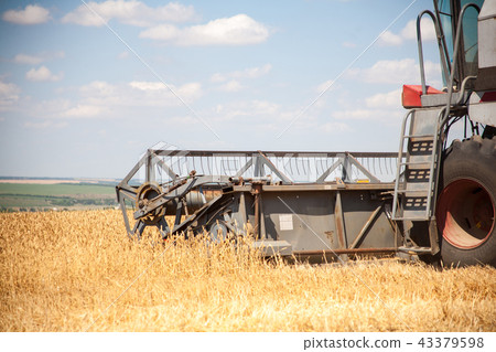Harvester machine to harvest wheat field working 43379598