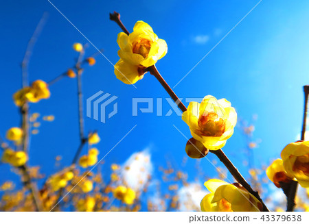 Landscape of wax plume and blue sky (full moon wax plum) Landscape of wax plume and blue sky (full moon wax plum) 43379638
