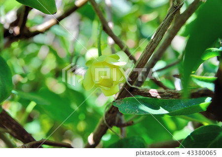 蜜月之花 蜜月之花 43380065