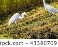 Egret caught bait Egret caught bait 43380709