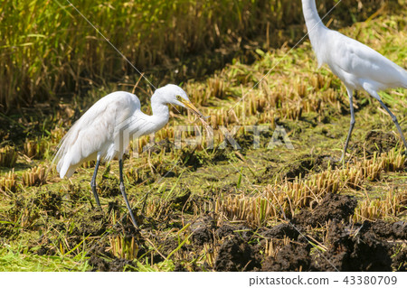 Egret caught bait Egret caught bait 43380709