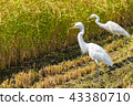 Young Egret caught bait Young Egret caught bait 43380710