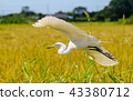 Flying shark Flying shark 43380712