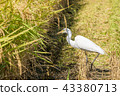 Shirasugi searching for food Shirasugi searching for food 43380713