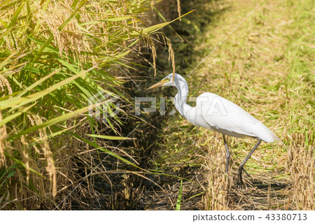 Shirasugi searching for food Shirasugi searching for food 43380713