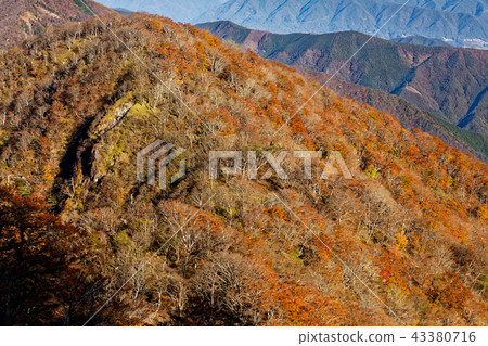 Yellow leaf of beech seen from Tanzawa-Kinto-maru Yellow leaf of beech seen from Tanzawa-Kinto-maru 43380716
