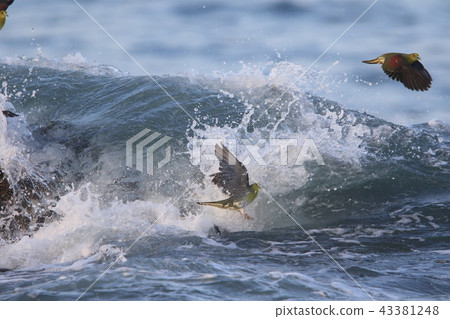 Aobato on the Terugasaki Coast 43381248