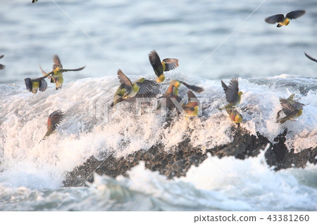 Aobato on the Terugasaki Coast 43381260