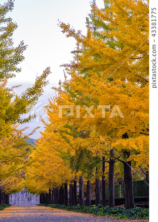 Ginkgo Road Ginkgo Road 43381775