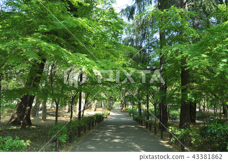 林地森林公園 43381862