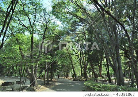 林地森林公園 43381863