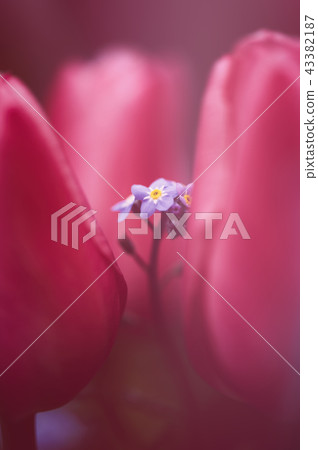 勿忘我和郁金香 勿忘我和郁金香 43382187