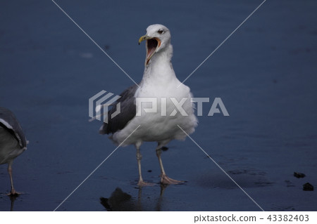 打呵欠的海鷗 打呵欠的海鷗 43382403