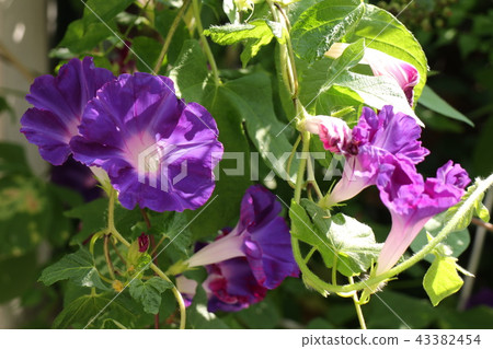 花壇花“牽牛花:Asagao”大阪府枚方市 花壇花“牽牛花:Asagao”大阪府枚方市 43382454
