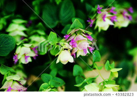 牛至肯特美花 牛至肯特美花 43382823