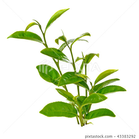 green tea leaf isolated on white background 43383292