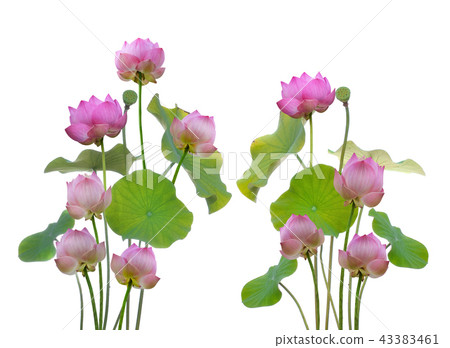 pink lotus isolated on white background pink lotus isolated on white background 43383461