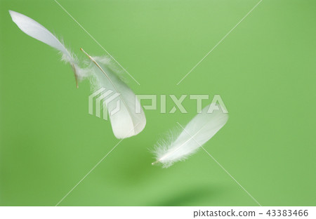 羽毛在空中飛舞 羽毛在空中飛舞 43383466