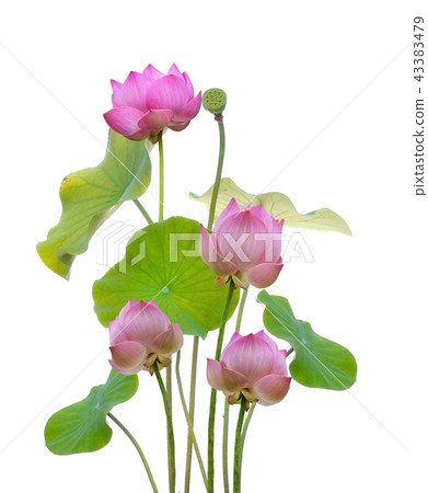 pink lotus and sun light in blue sky background pink lotus and sun light in blue sky background 43383479