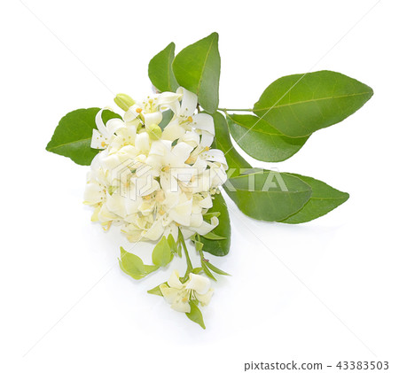 Andaman satinwood isolated on white background 43383503