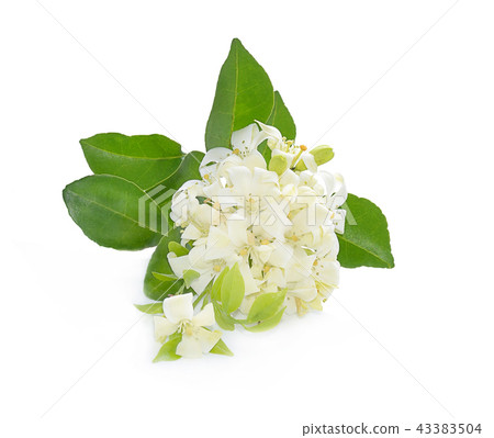 Andaman satinwood isolated on white background 43383504
