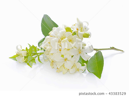Andaman satinwood isolated on white background 43383529