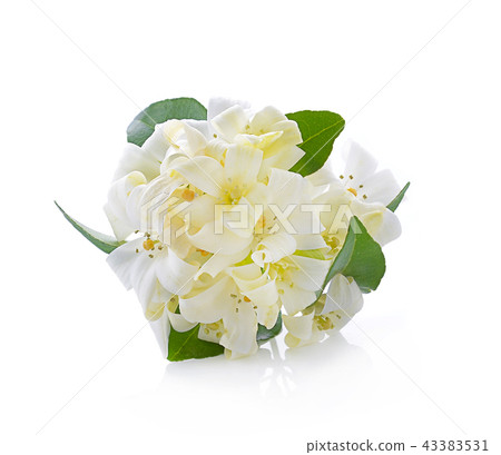 Andaman satinwood isolated on white background Andaman satinwood isolated on white background 43383531