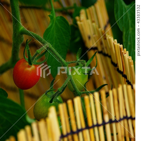  Mini Tomato 43383532