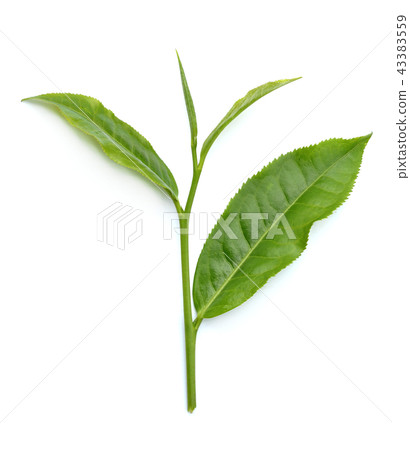 Green tea leaf isolated on white background Green tea leaf isolated on white background 43383559