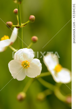 Aquatic plants (omodaca) Aquatic plants (omodaca) 43384191