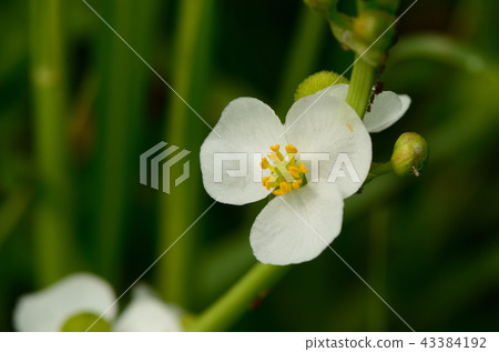 Aquatic plants (omodaca) Aquatic plants (omodaca) 43384192
