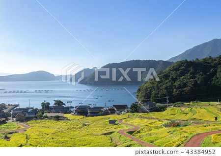 Tanada of the day 43384952