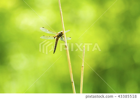 Ladybug Ladybug 43385518