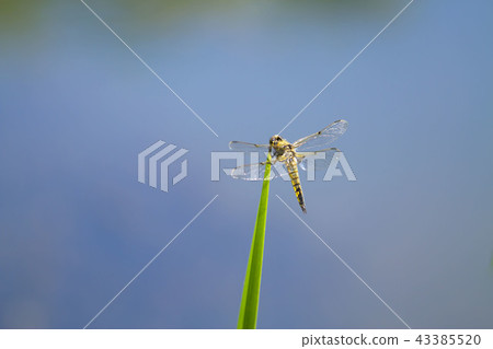 Ladybug Ladybug 43385520