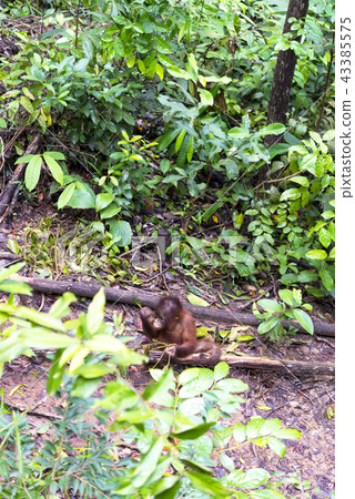 野生兒童orang utan 野生兒童orang utan 43385575