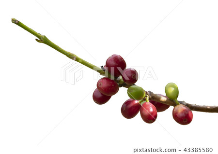 Ripe coffee berry isolated on white background Ripe coffee berry isolated on white background 43385580