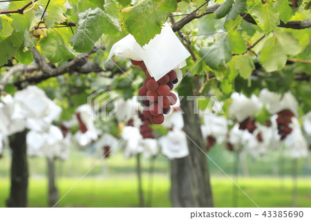 Grapes near harvest Grapes near harvest 43385690
