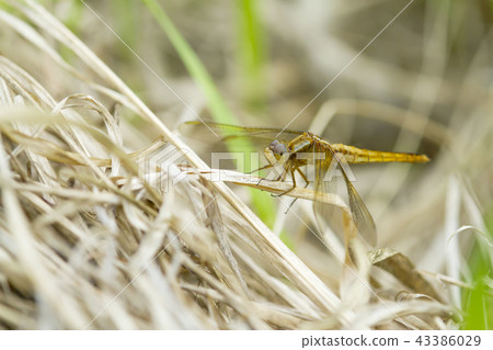Dragonfly Dragonfly 43386029