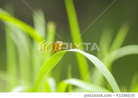 Dragonfly Dragonfly 43386030