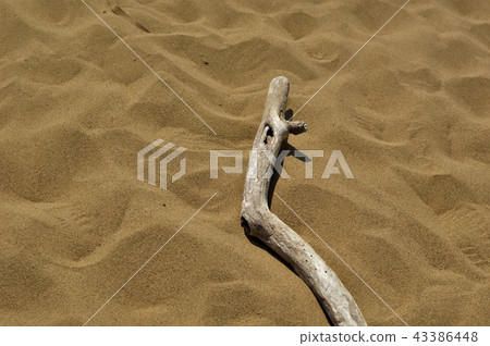 Sand dunes and dead trees 43386448