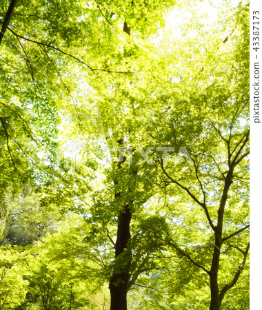 Sunbeams 43387173