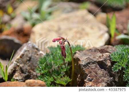 Duckweed bowl 43387975