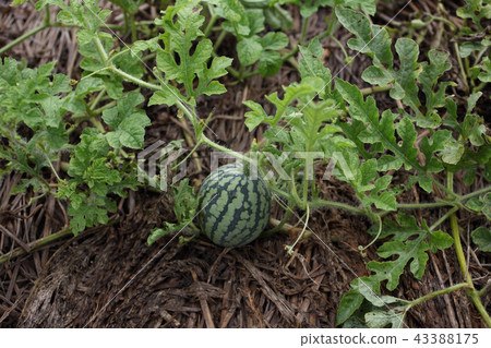 西瓜生長結束 西瓜生長結束 43388175