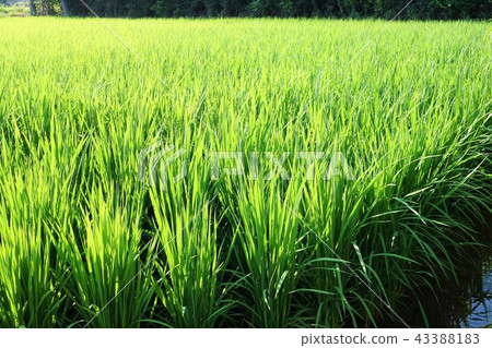 鄉村景觀(水稻種植)物質背景水稻種植sdgs食品自給自足食品危機可持續可持續 鄉村景觀(水稻種植)物質背景水稻種植sdgs食品自給自足食品危機可持續可持續 43388183