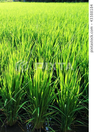 鄉村景觀(水稻種植)物質背景水稻種植sdgs食品自給自足食品危機可持續可持續 鄉村景觀(水稻種植)物質背景水稻種植sdgs食品自給自足食品危機可持續可持續 43388184
