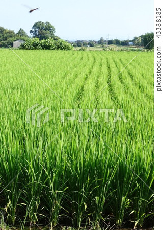 鄉村景觀(水稻種植)物質背景水稻種植sdgs食品自給自足食品危機可持續可持續 鄉村景觀(水稻種植)物質背景水稻種植sdgs食品自給自足食品危機可持續可持續 43388185