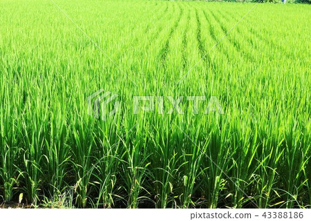 鄉村景觀(水稻種植)物質背景水稻種植sdgs食品自給自足食品危機可持續可持續 鄉村景觀(水稻種植)物質背景水稻種植sdgs食品自給自足食品危機可持續可持續 43388186