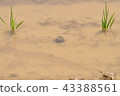 Snail in the paddy field 43388561