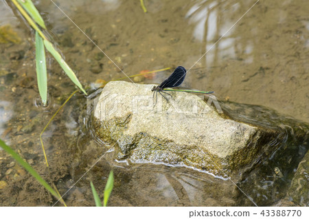 Hagorotorbo 43388770